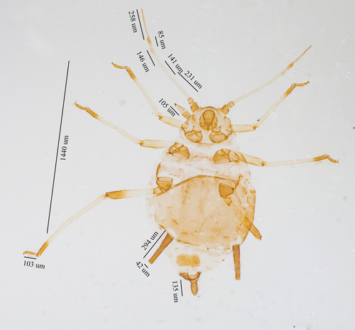 Cowpea Aphid photo 5
