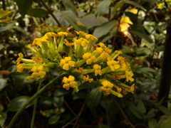 Kalanchoe densiflora