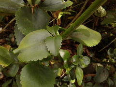 Kalanchoe densiflora