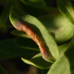 Caloptilia hypericella