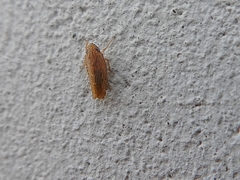 Auchenorrhyncha