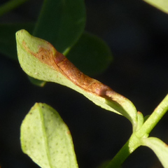 Caloptilia hypericella