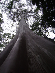 Calycophyllum