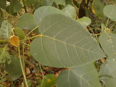 Croton mutisianus