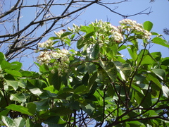 Calycophyllum