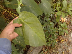Croton mutisianus
