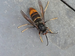 Vespa velutina