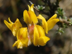 Aspalathus divaricata