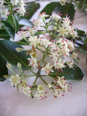 Calycophyllum