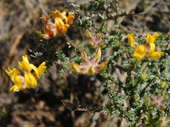 Aspalathus divaricata