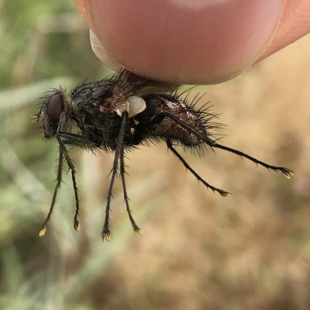 Ptilodexia carolinensis