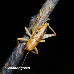 Ocellarnaca furcifera