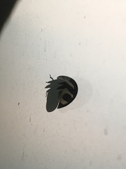 Membracis foliatafasciata