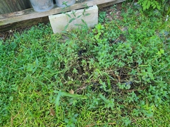 Mentha longifolia polyadena