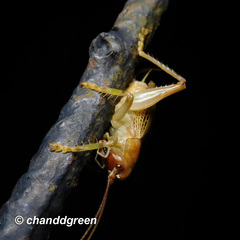 Ocellarnaca furcifera