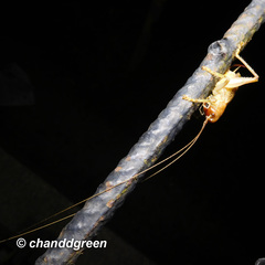 Ocellarnaca furcifera