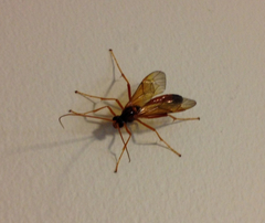 Opheltes glaucopterus