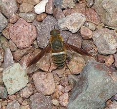 Exoprosopa rostrifera