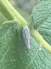 Graphocephala appropinquans