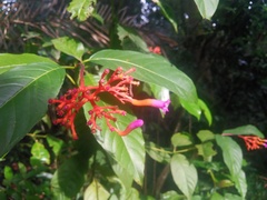 Palicourea marcgravii