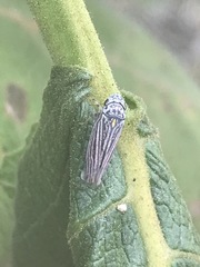 Graphocephala appropinquans