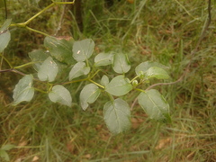 Salpichroa tristis