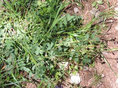 Sanguisorba lateriflora