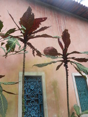 Pentagonia grandiflora
