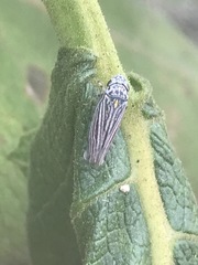 Graphocephala appropinquans