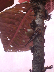 Pentagonia grandiflora