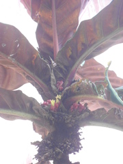Pentagonia grandiflora
