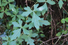Cissus trifoliata
