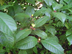 Psychotria nuda