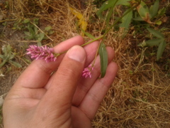 Persicaria segetum