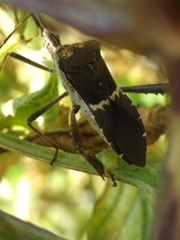 Leptoglossus zonatus