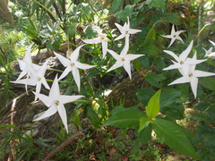 Rosenbergiodendron formosum