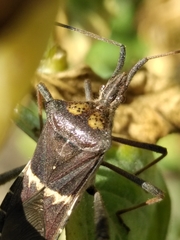 Leptoglossus zonatus