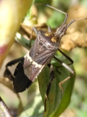 Leptoglossus zonatus