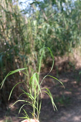 Leptochloa