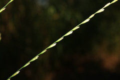 Leptochloa