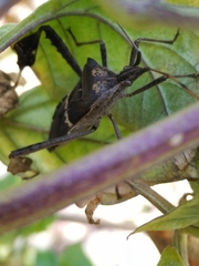 Leptoglossus zonatus