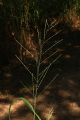 Leptochloa