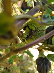 Leptoglossus zonatus