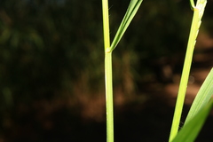 Leptochloa