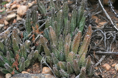 Huernia