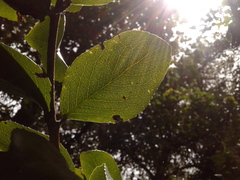 Xylosma spiculifera