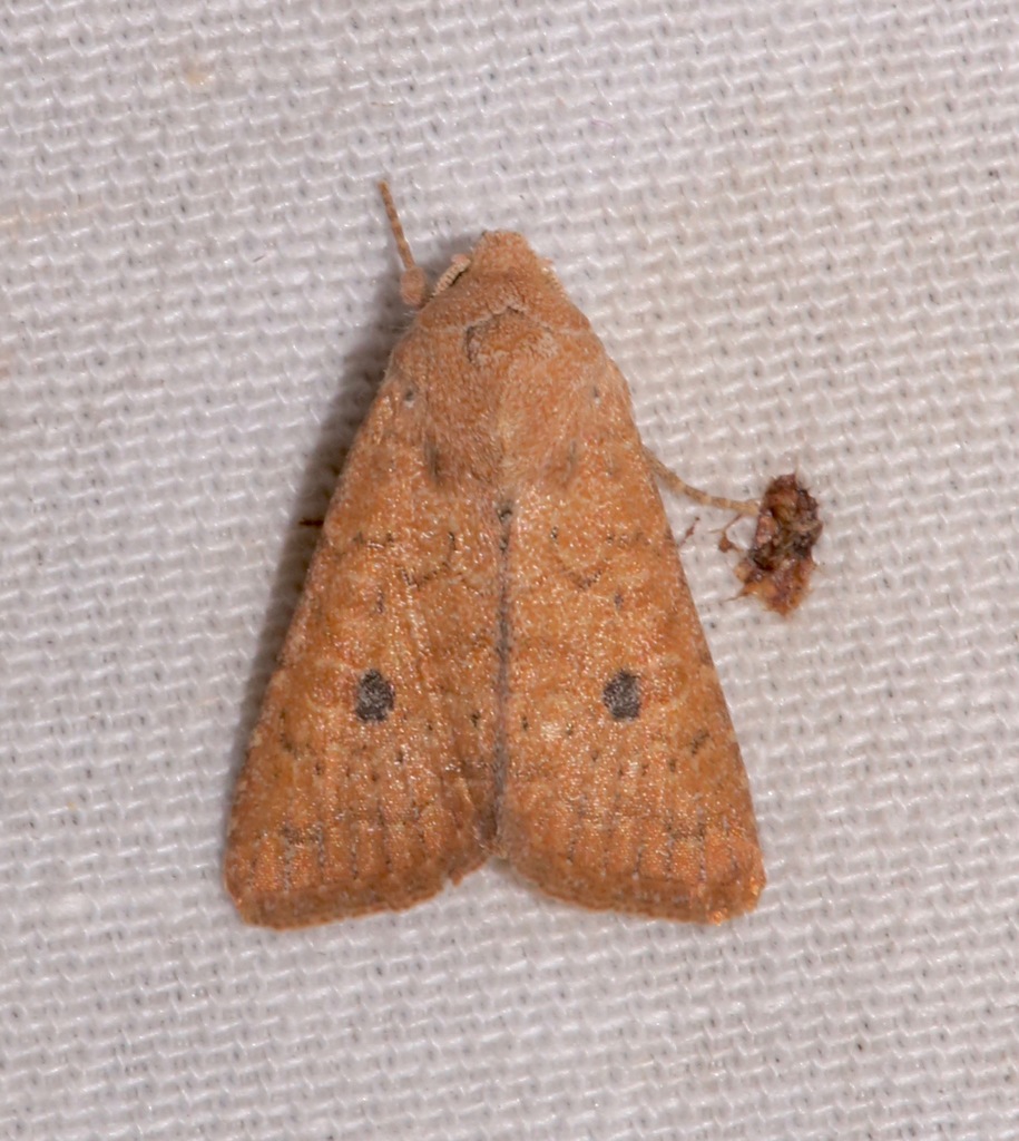 Trichopolia mulina