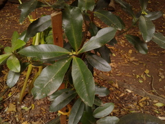 Pittosporum undulatum