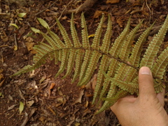 Dryopteris wallichiana