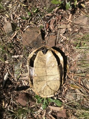 Hydromedusa tectifera